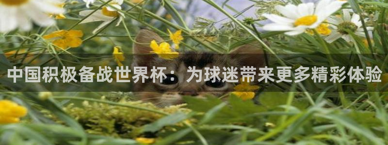 世界杯预赛赛程：中国积极备战世界杯：为球迷带来更多精彩体验